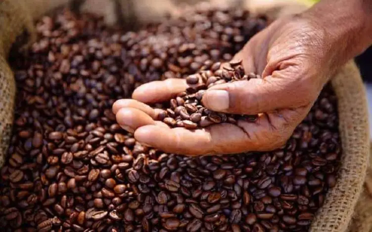 Mua Cà Phê Rang Xay Ở Đâu Ngon Tại TP. Hồ Chí Minh?